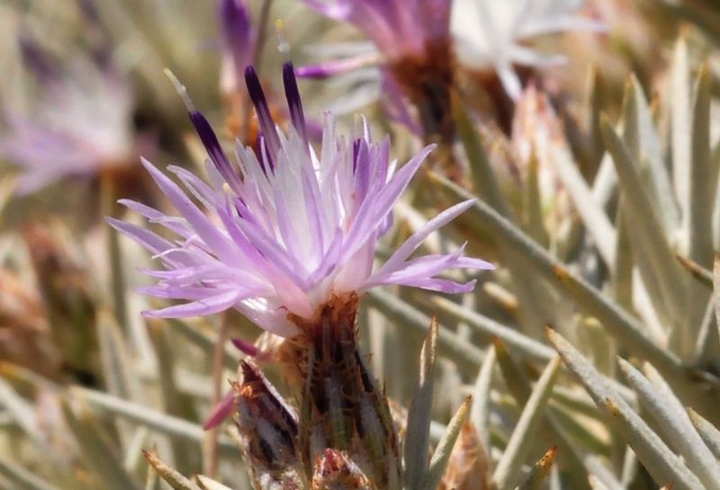 Centaurea horrida / Fiordaliso spinoso